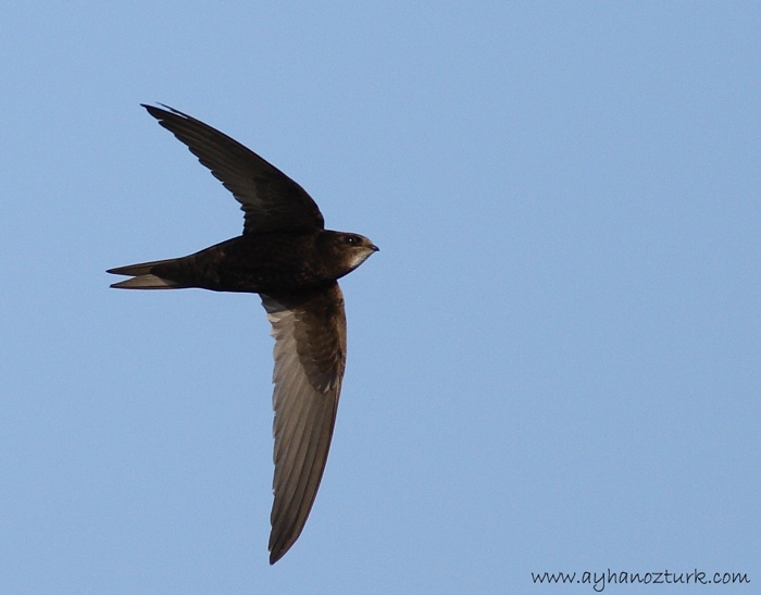 Common Swift