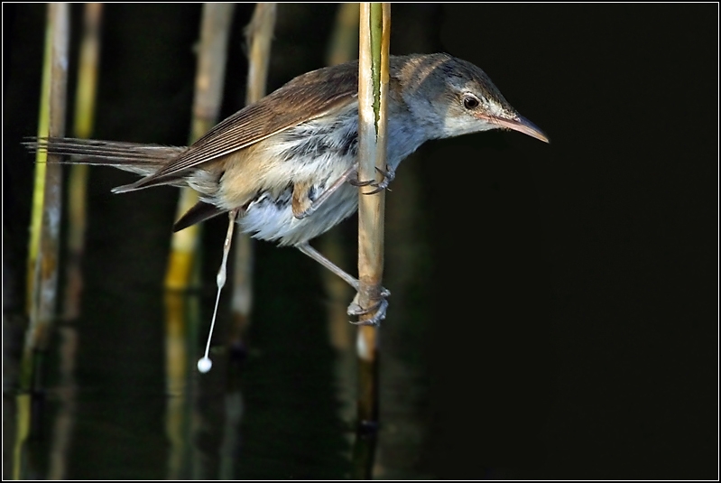 Great Reed Warbler