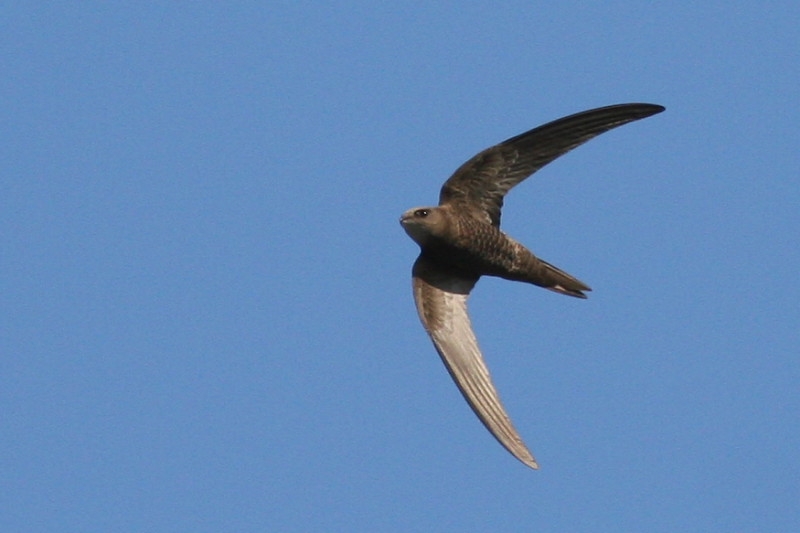 Common Swift