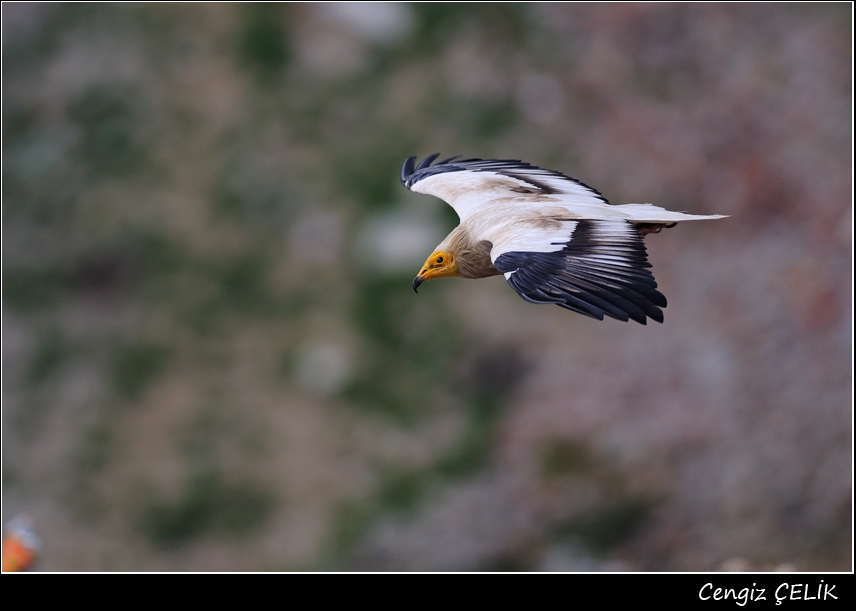 Egyptian Vulture
