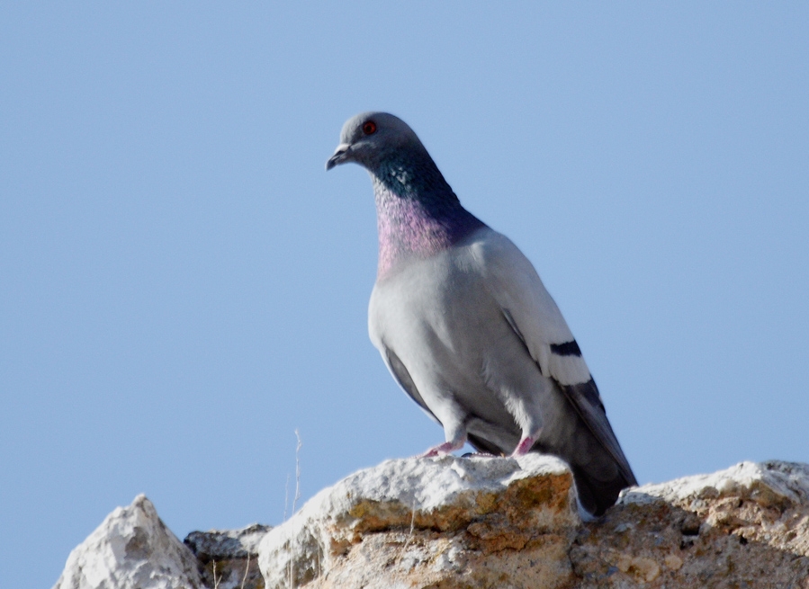 Rock Dove