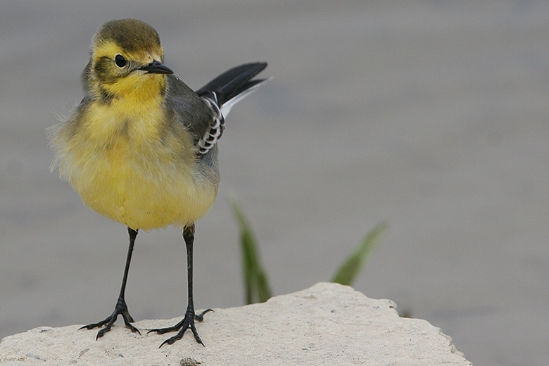 Citrine Wagtail