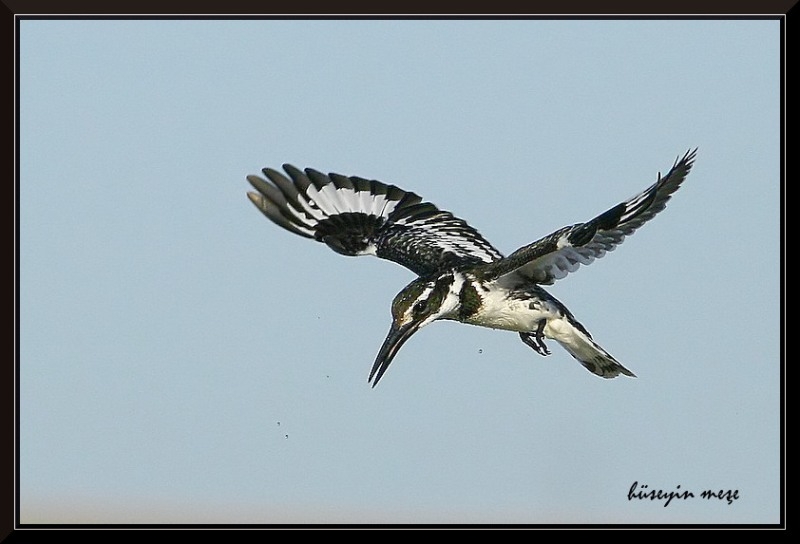 Pied Kingfisher