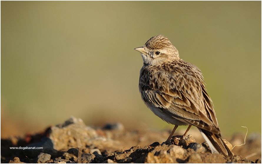 Greater Short-toed Lark