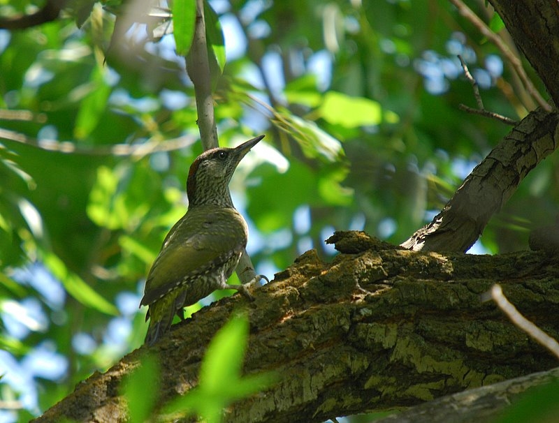 European Green Woodpecker