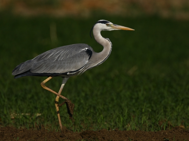 Grey Heron