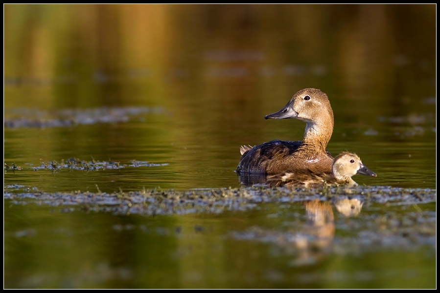 Common Pochard