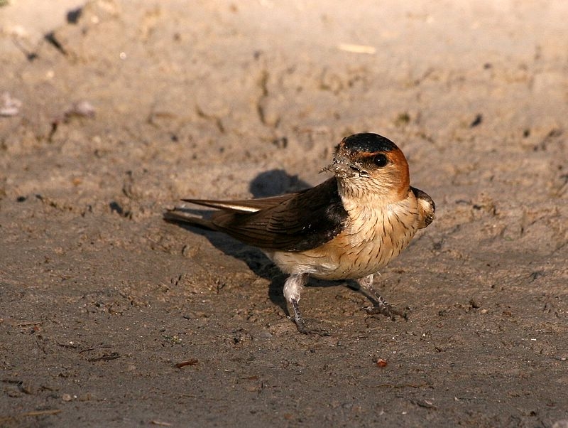 European Red-rumped Swallow