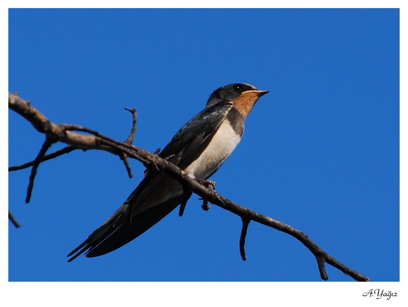 Barn Swallow