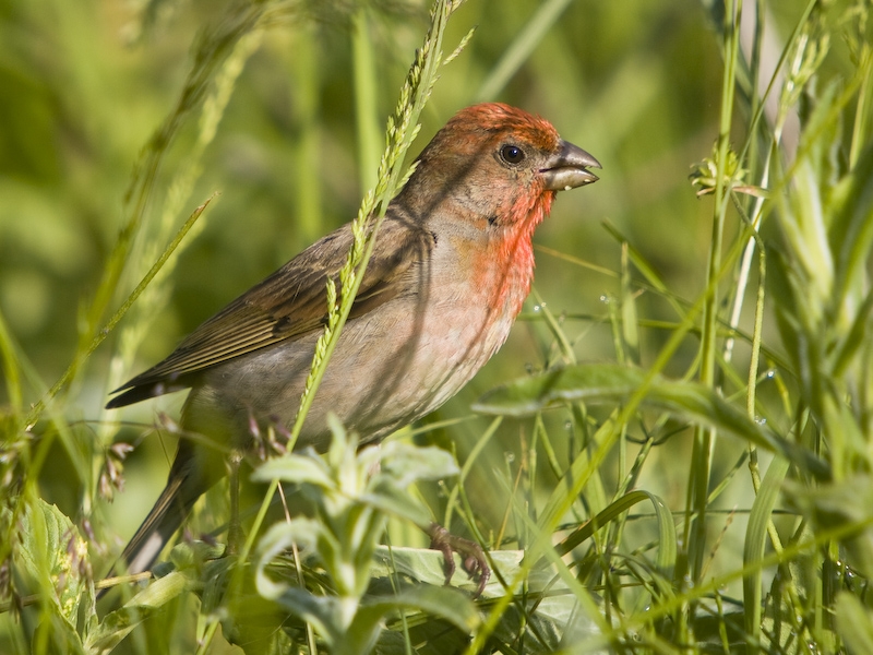Common Rosefinch
