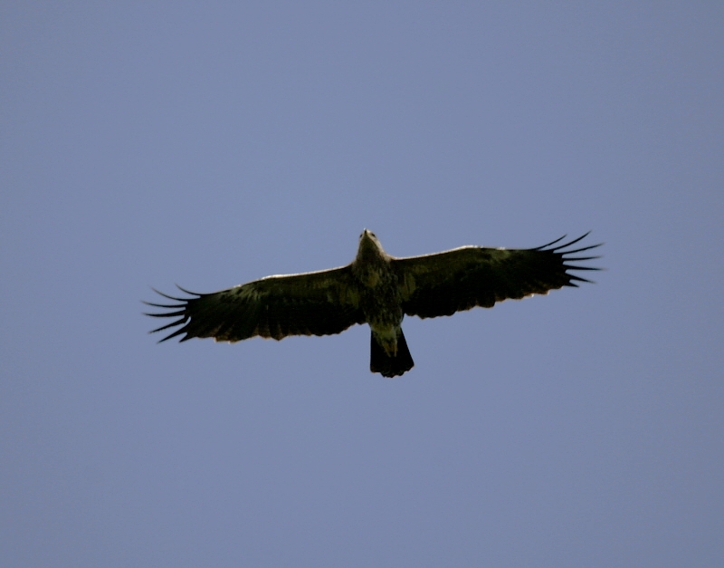 Lesser Spotted Eagle