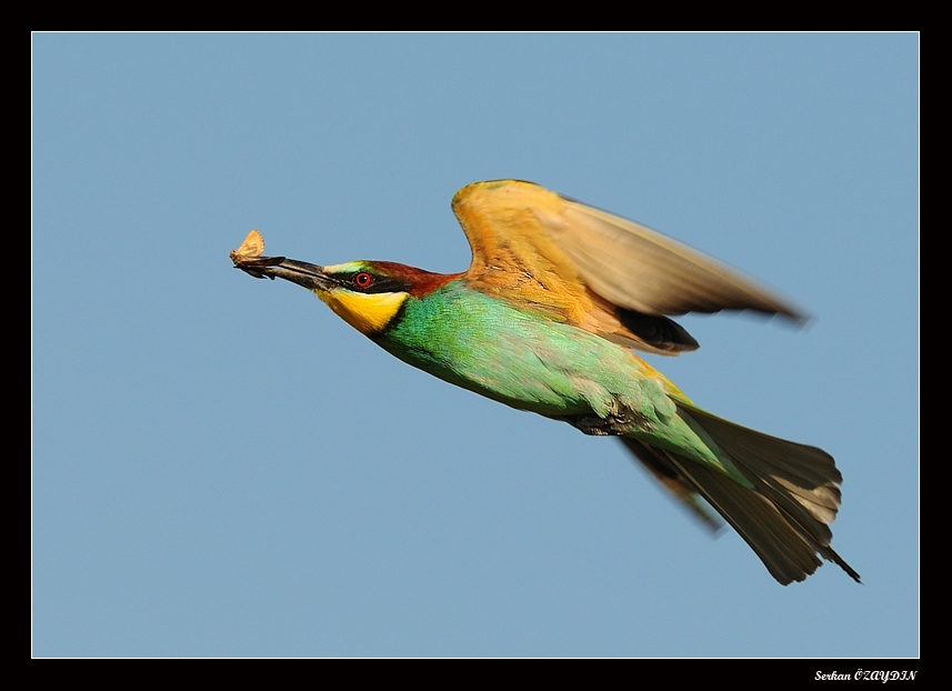 European Bee-eater