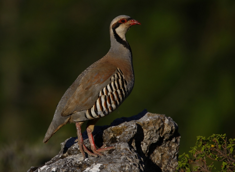 Chukar Partridge