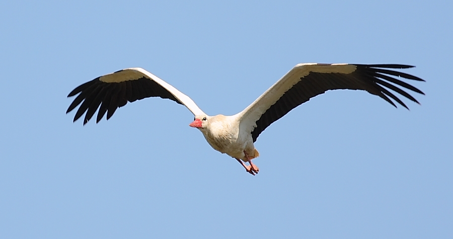White Stork