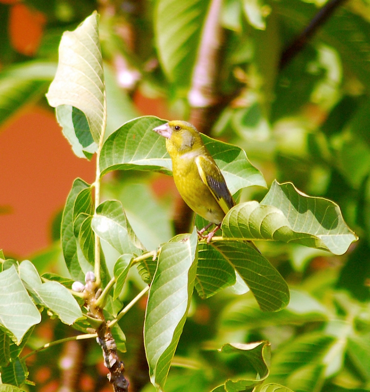 European Greenfinch