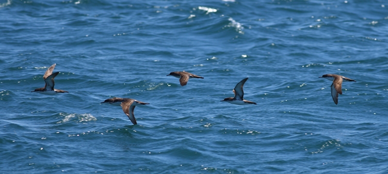 Yelkouan Shearwater