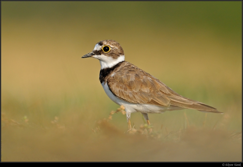 Little Ringed Plover
