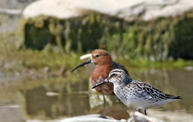 Broad-billed Sandpiper
