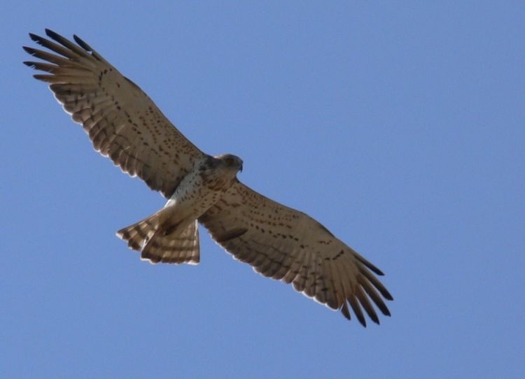 Yılan Kartalı