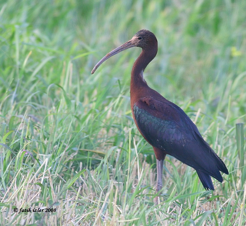 Glossy Ibis