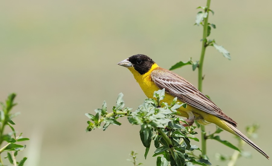 Black-headed Bunting