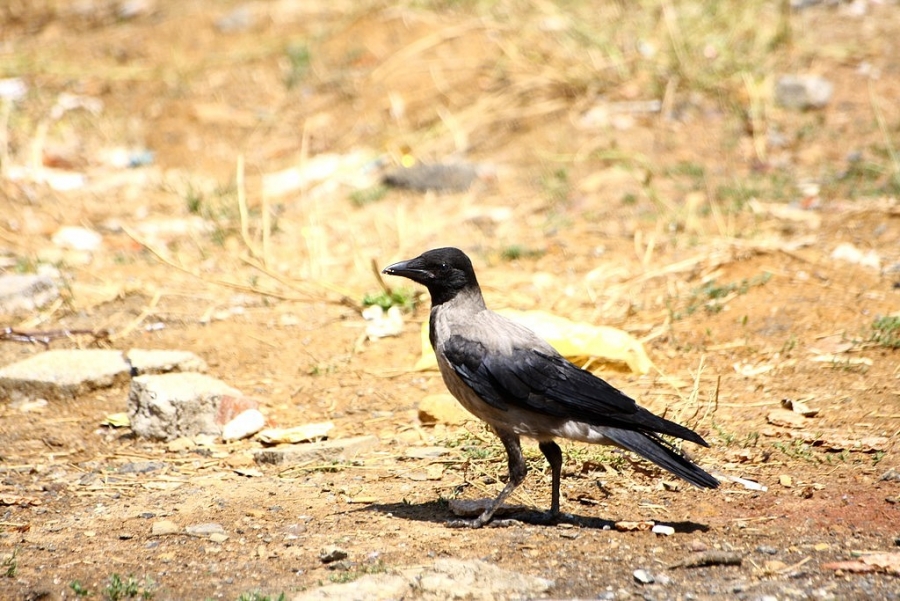 Hooded Crow