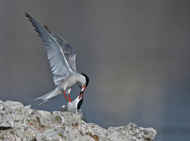Common Tern