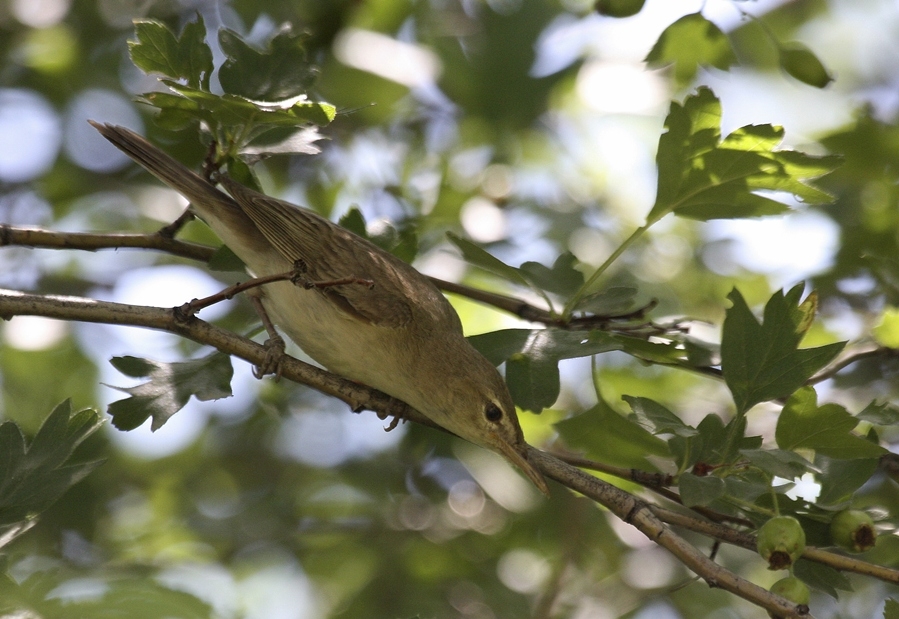 Eastern Olivaceous Warbler
