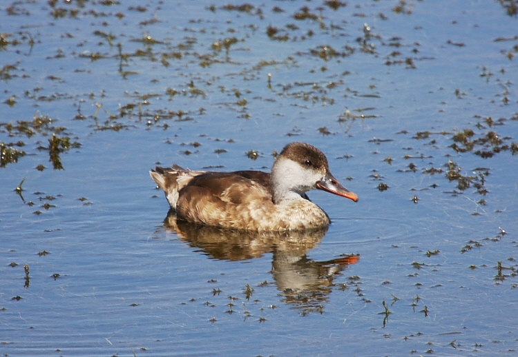 Red-crested Pochard