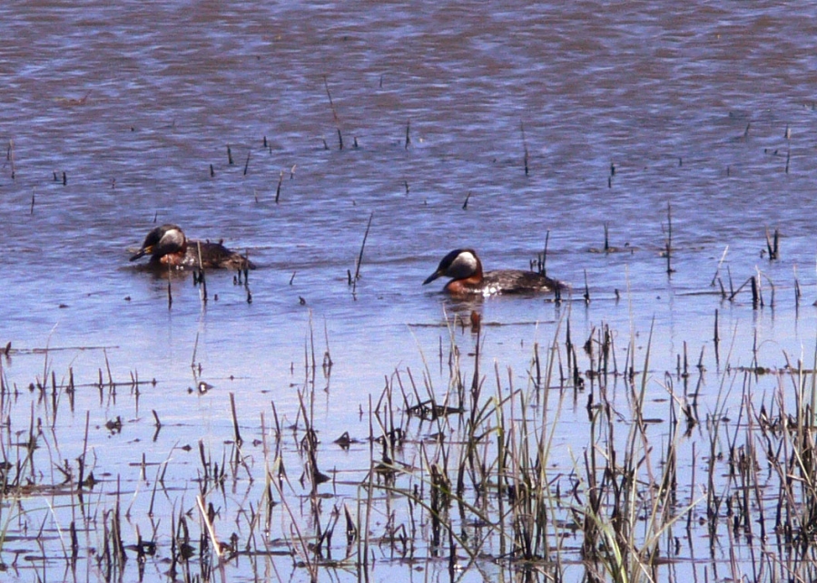 Red-necked Grebe