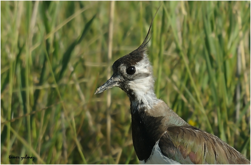 Northern Lapwing