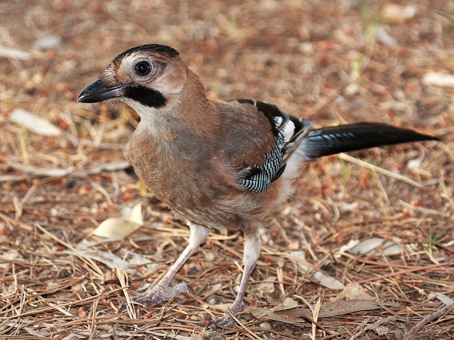 Eurasian Jay