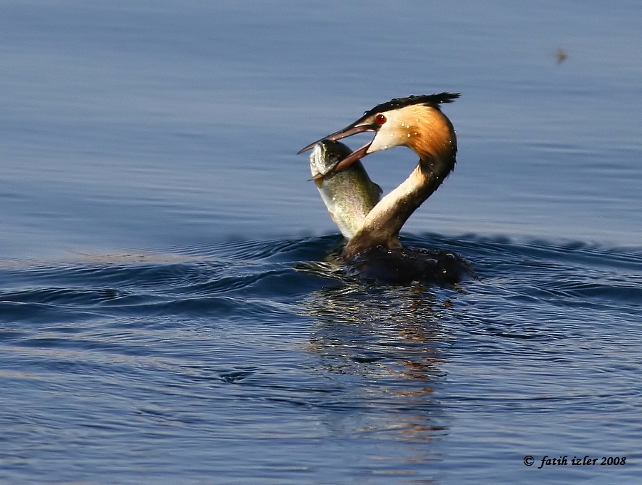 Great Crested Grebe