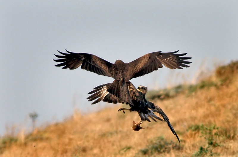 Black Kite