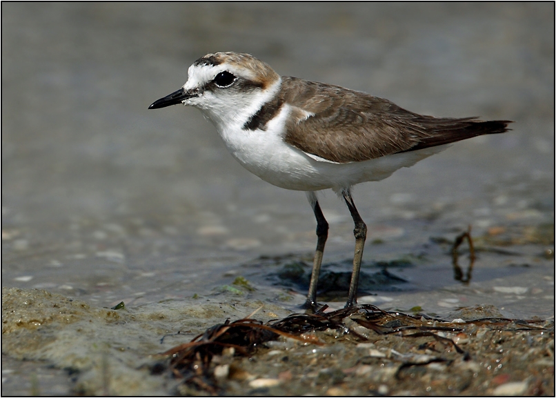 Kentish Plover