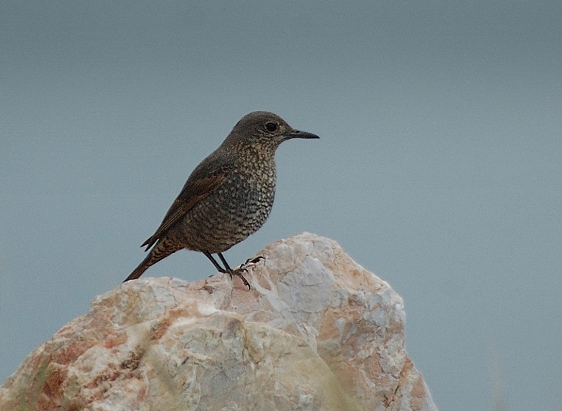 Blue Rock Thrush