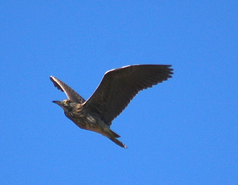 Black-crowned Night Heron