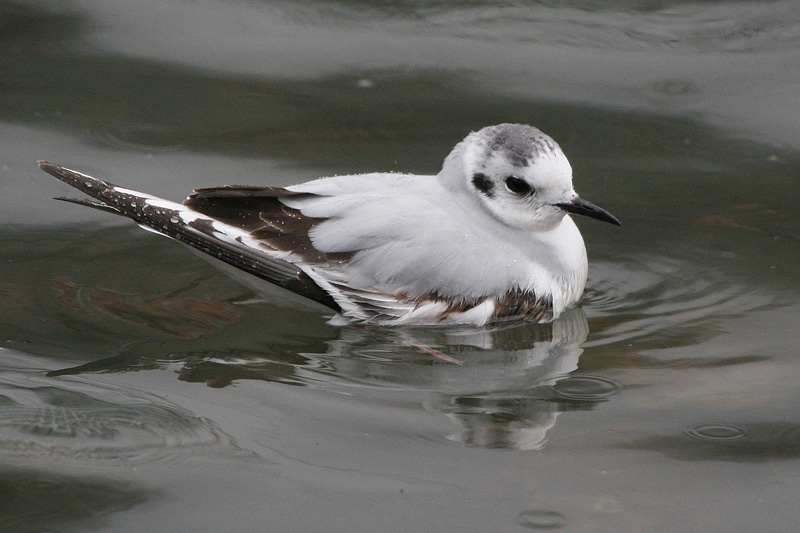 Little Gull