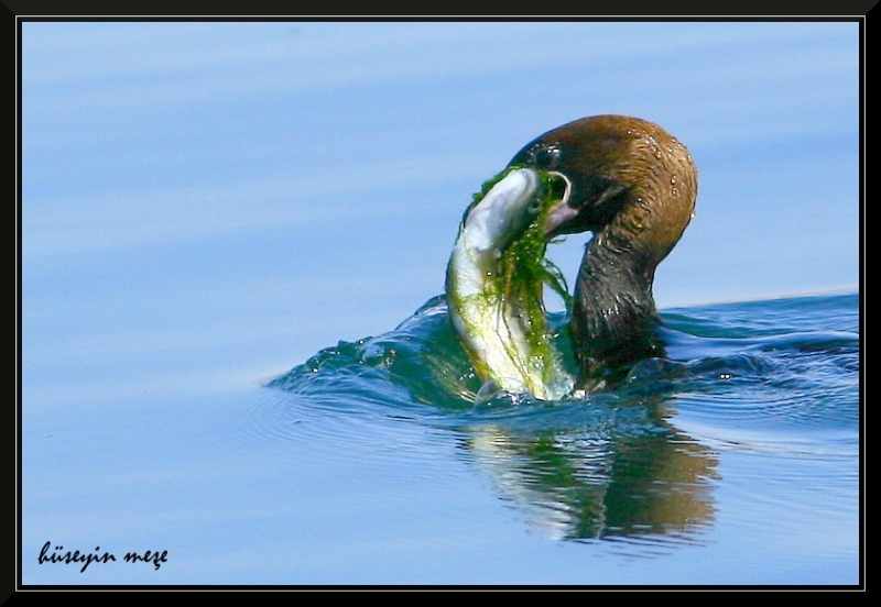 Pygmy Cormorant