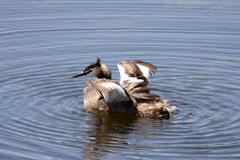 Great Crested Grebe