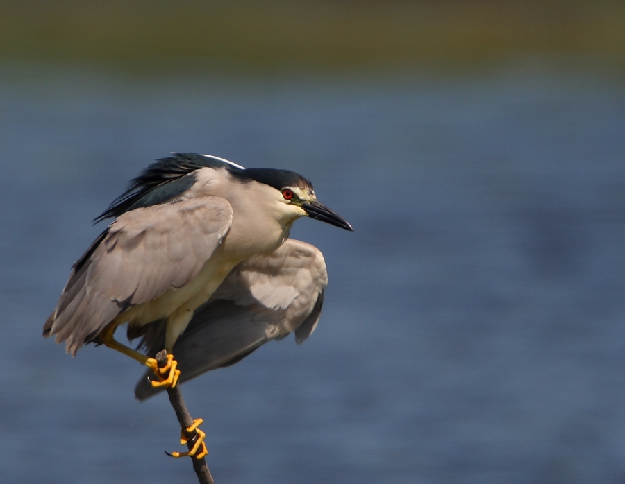 Black-crowned Night Heron
