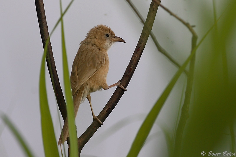 Iraq Babbler