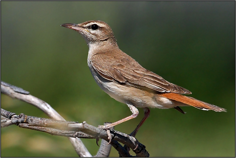 Rufous-tailed Scrub Robin