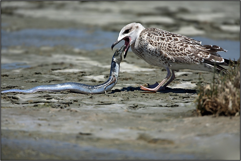 Yellow-legged Gull