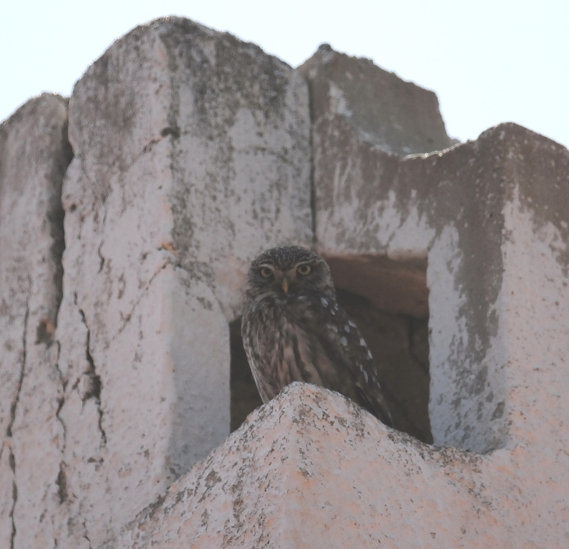 Little Owl