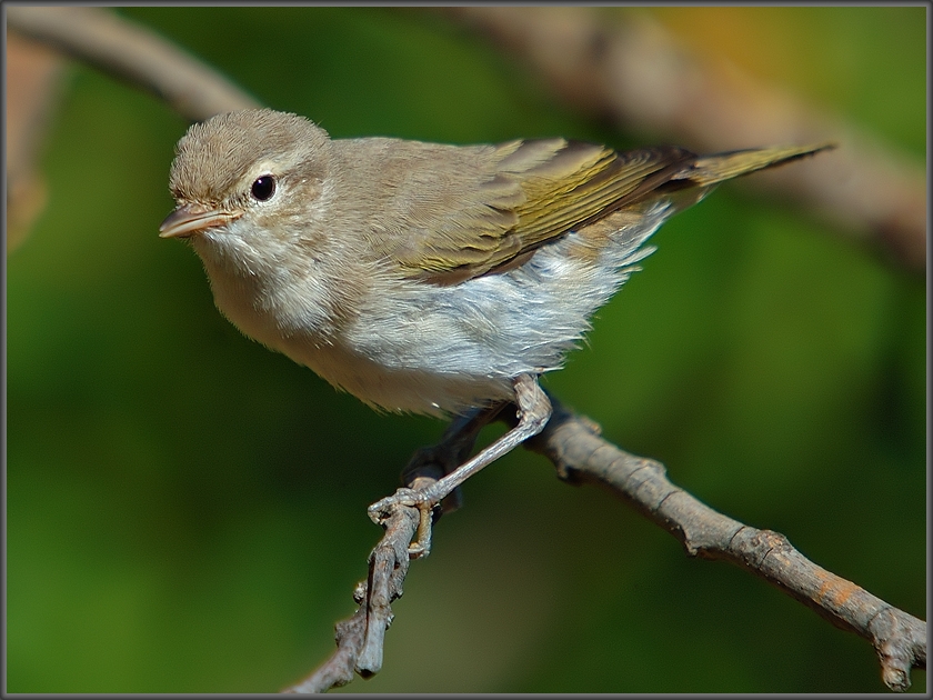 Eastern Bonelli`s Warbler