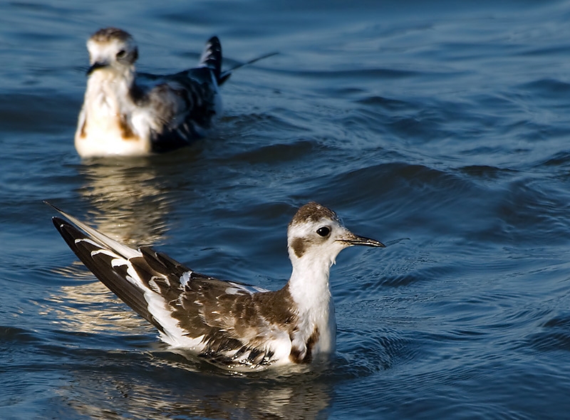 Little Gull