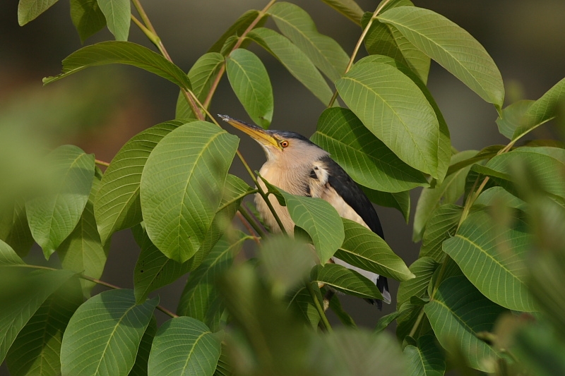 Little Bittern