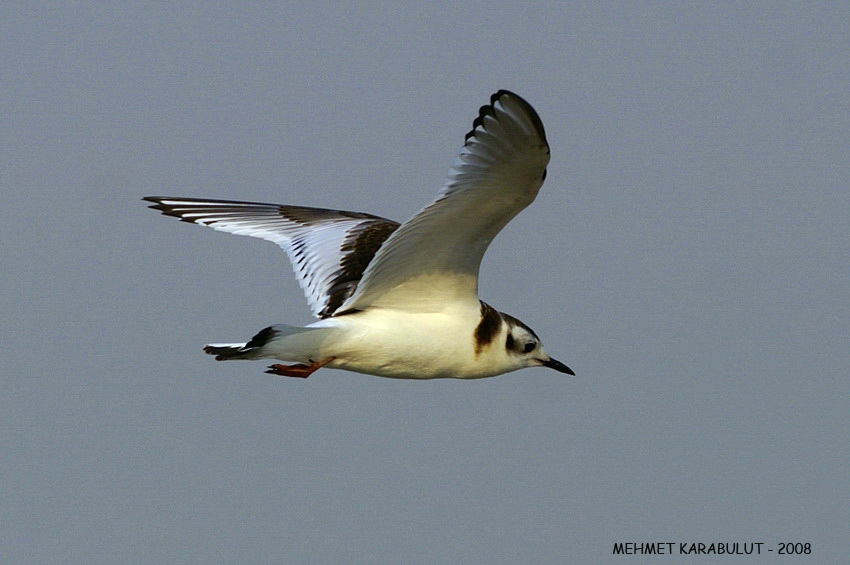 Little Gull