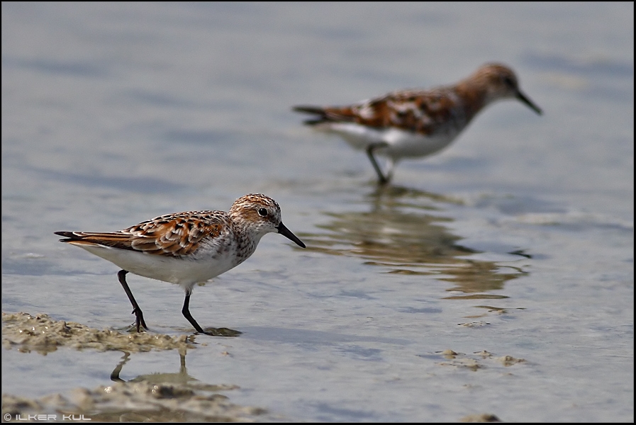 Little Stint